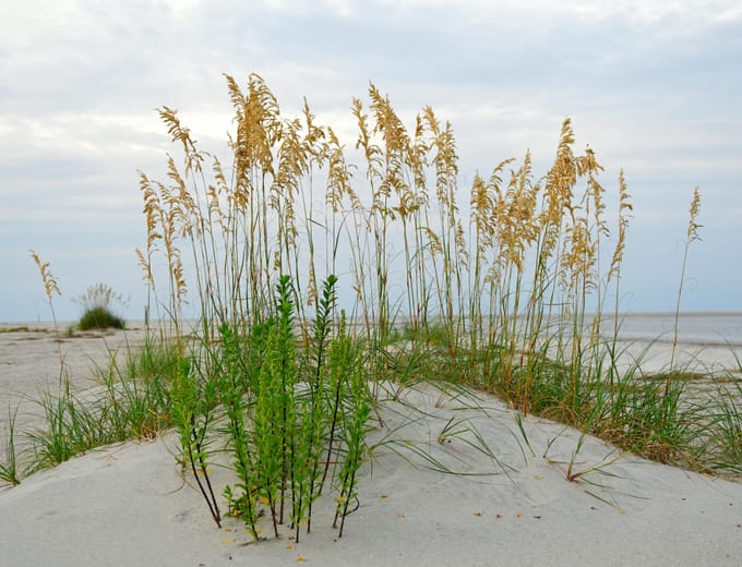 Dunes and sea oats along the beach on Tybee Island, GA