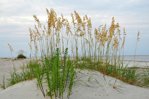 Whitemarsh Island, coastal Savannah